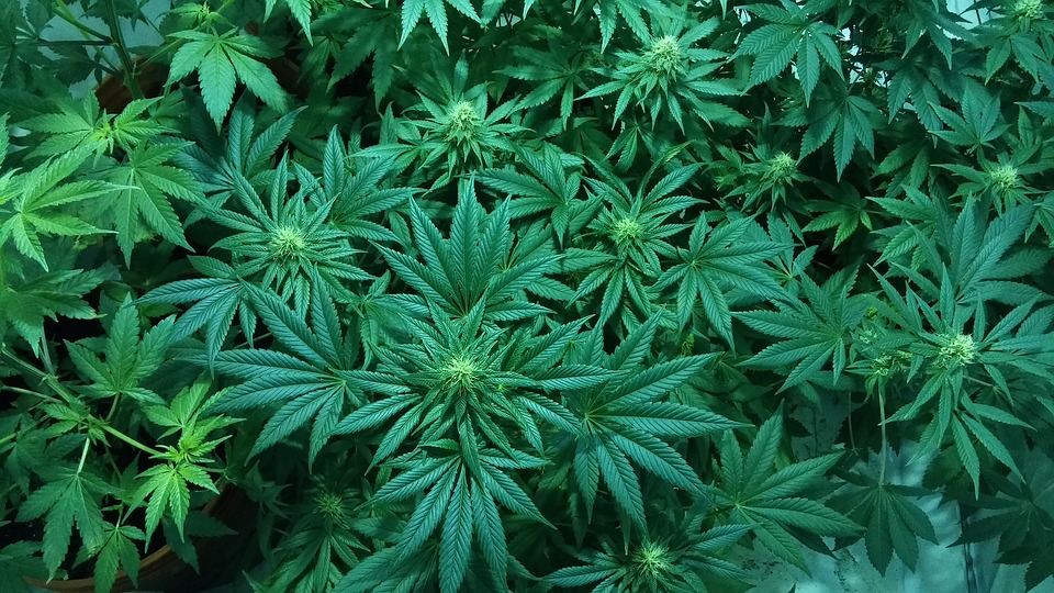 marijuana plant